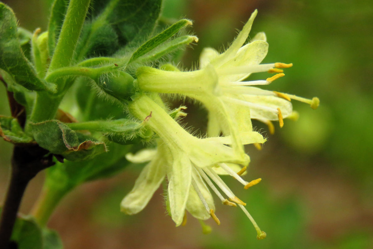 Honeyberry (Lonicera caerulea) Seeds – 30 ct