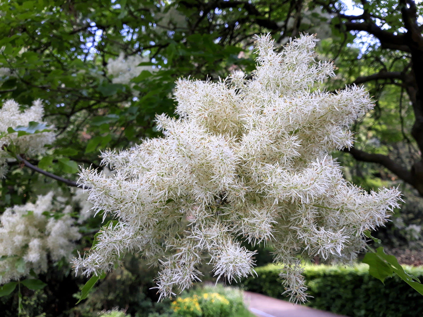 3 Fringe Tree (Chionanthus Virginicus) Seeds