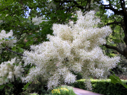 3 Fringe Tree (Chionanthus Virginicus) Seeds