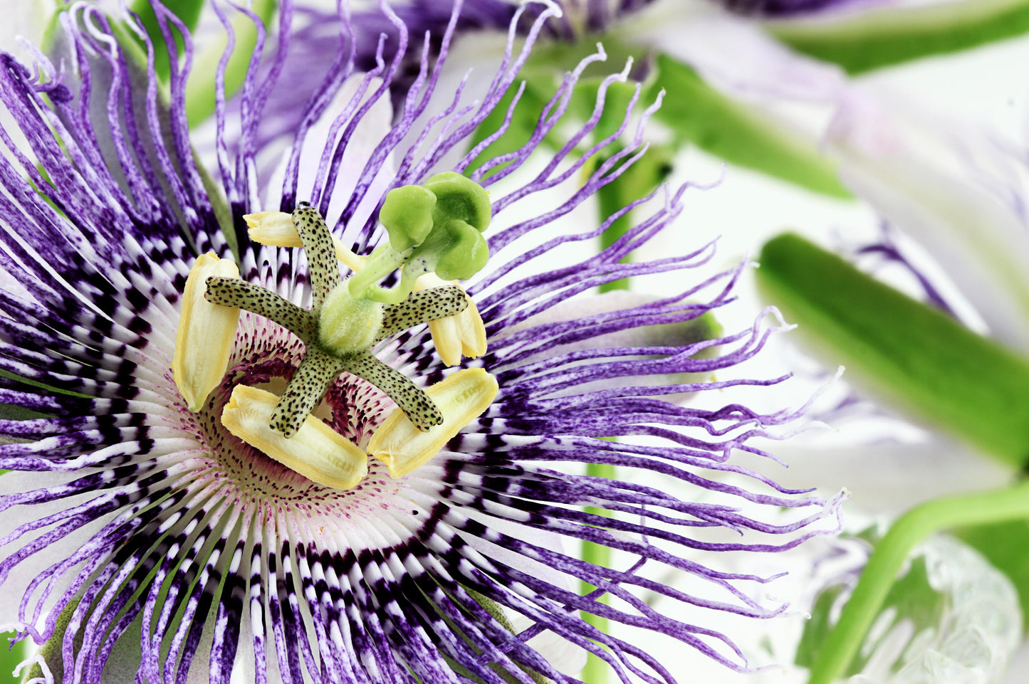 20 Purple Passion Fruit (Granadilla Passiflora Edulis ) Seeds