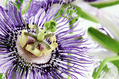 20 Purple Passion Fruit (Granadilla Passiflora Edulis ) Seeds