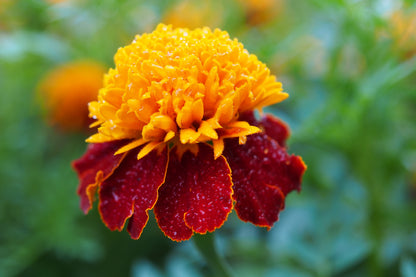 Orange Flame Dwarf French Marigold (Tagetes patula) Seeds – 250 ct