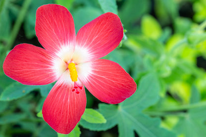 Ambrette (Musk Mallow) (Abelmoschus moschatus) Seeds – 40 ct