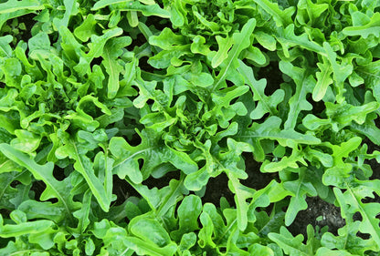 3000 OAK LEAF LETTUCE Lactuca Sativa Vegetable Seeds