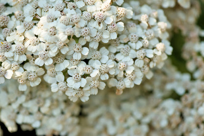 1000 White Yarrow (Achillea Millefolium) Seeds