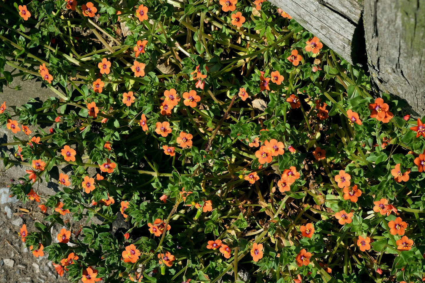100 Scarlet Pimpernel (Adders Eyes; Anagallis Arvensis) Seeds