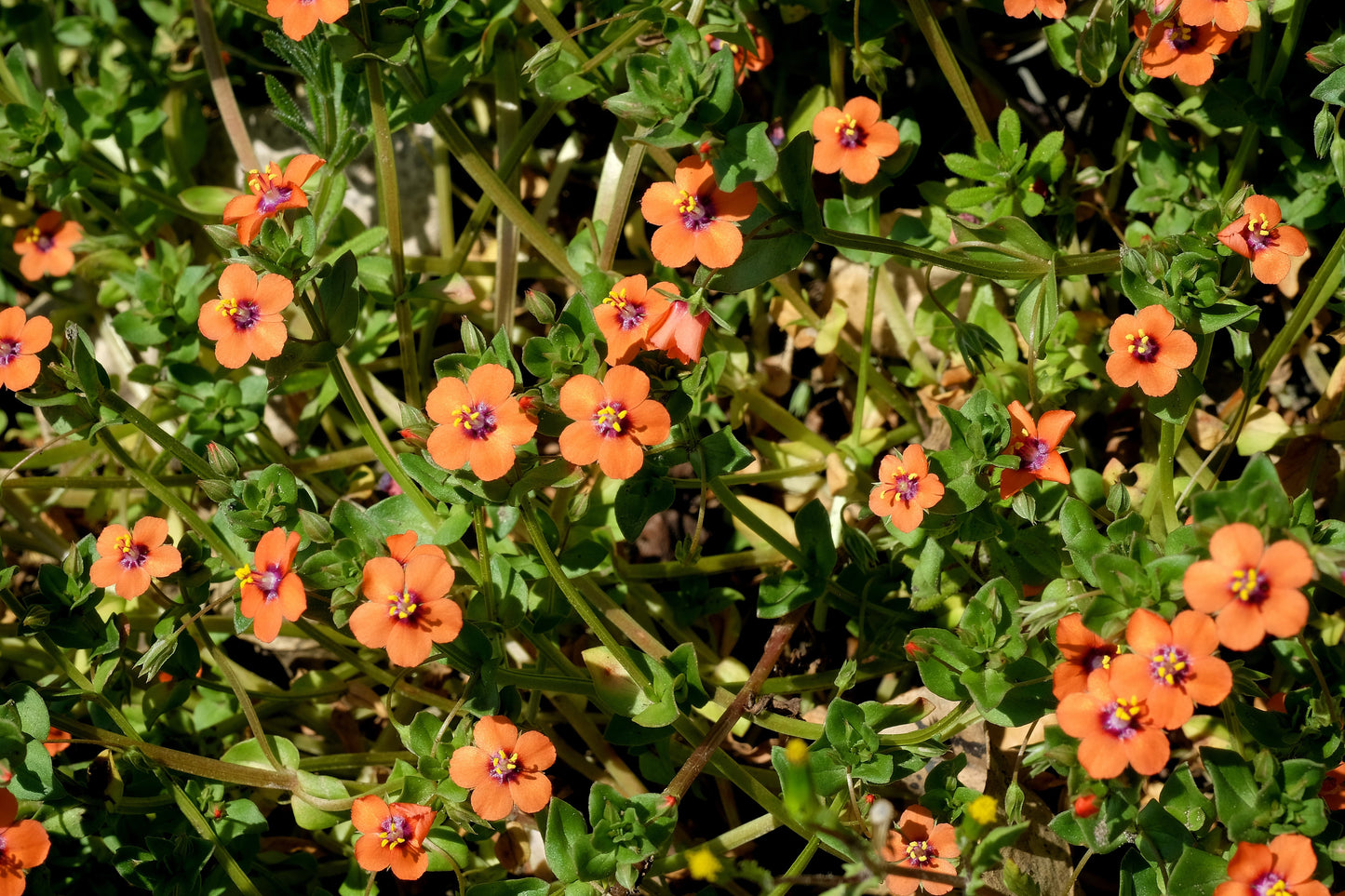 100 Scarlet Pimpernel (Adders Eyes; Anagallis Arvensis) Seeds