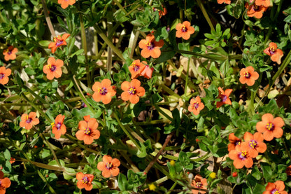 100 Scarlet Pimpernel (Adders Eyes; Anagallis Arvensis) Seeds