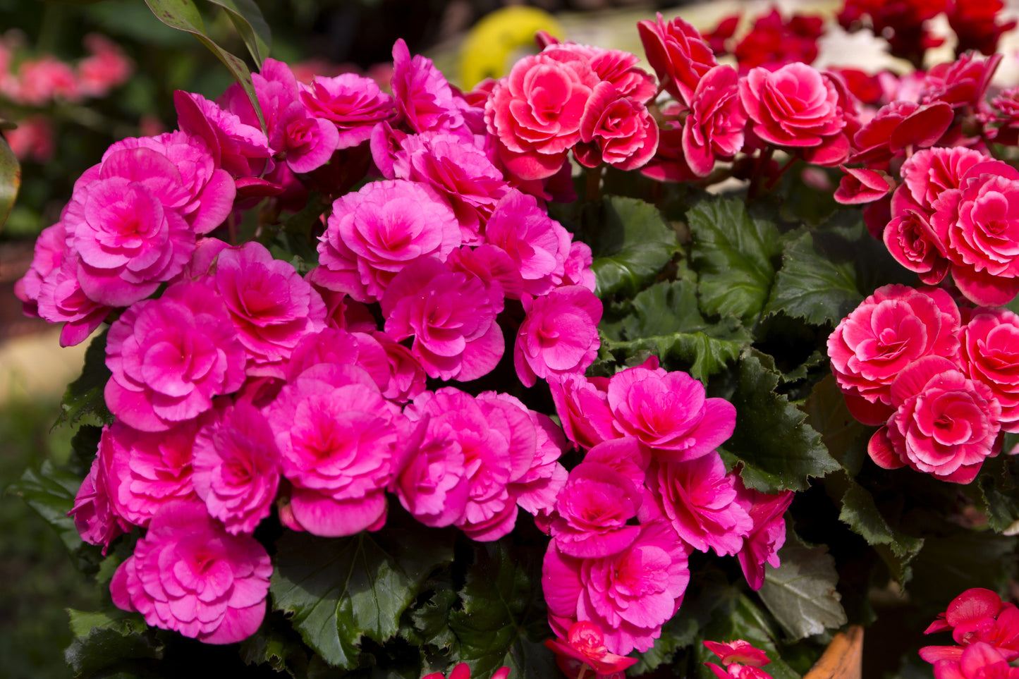 10 Bright Pink Double Begonia (Tuberosa Tuberous Begonia) Seeds