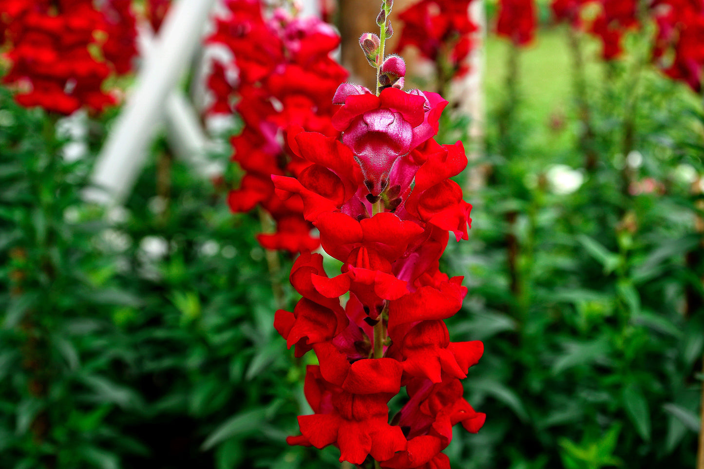 250 Ruby Red Snapdragon (Antirrhinum Majus) Seeds