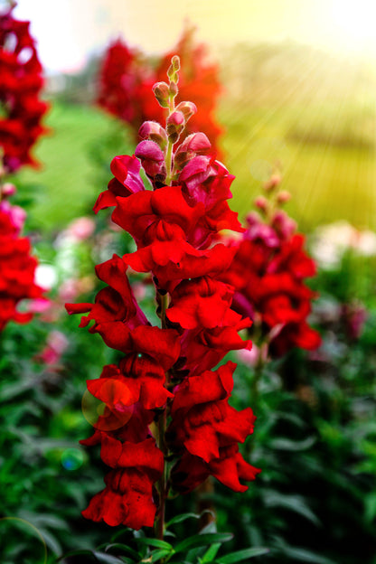 250 Ruby Red Snapdragon (Antirrhinum Majus) Seeds