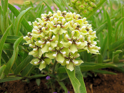 Green Spider Milkweed (Asclepias viridis) Seeds – 20 ct