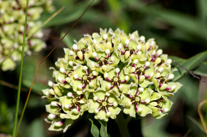 Green Spider Milkweed (Asclepias viridis) Seeds – 20 ct