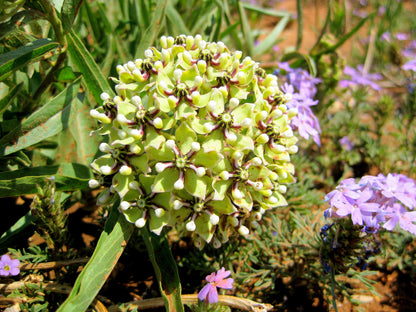Green Spider Milkweed (Asclepias viridis) Seeds – 20 ct