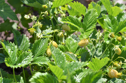 100 Yellow Wonder Strawberry (Fragaria Vesca) Seeds