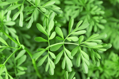 50 Yellow Rue (Ruta Graveolens) Seeds