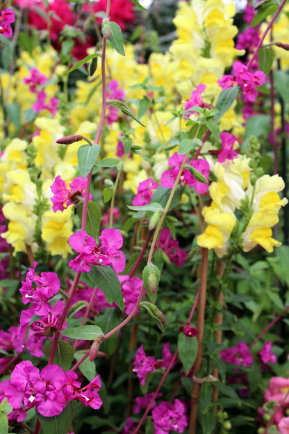 500 Elegant Clarkia (Clarkia Elegans) Seeds
