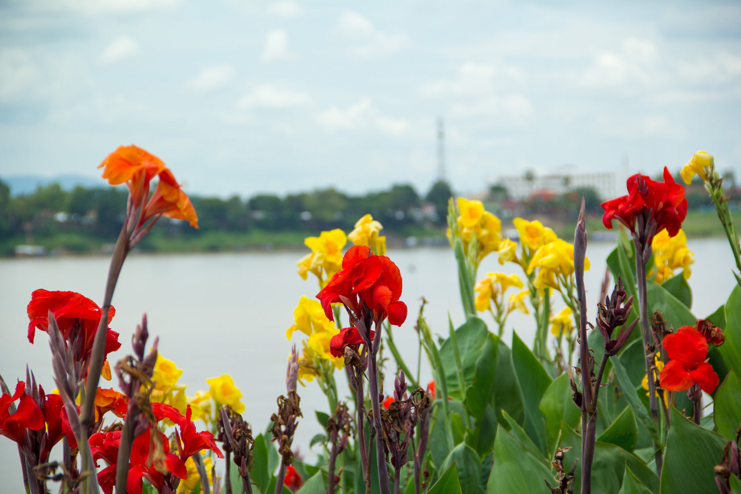 5 Mixed Canna Lily (Canna Generalis) Seeds