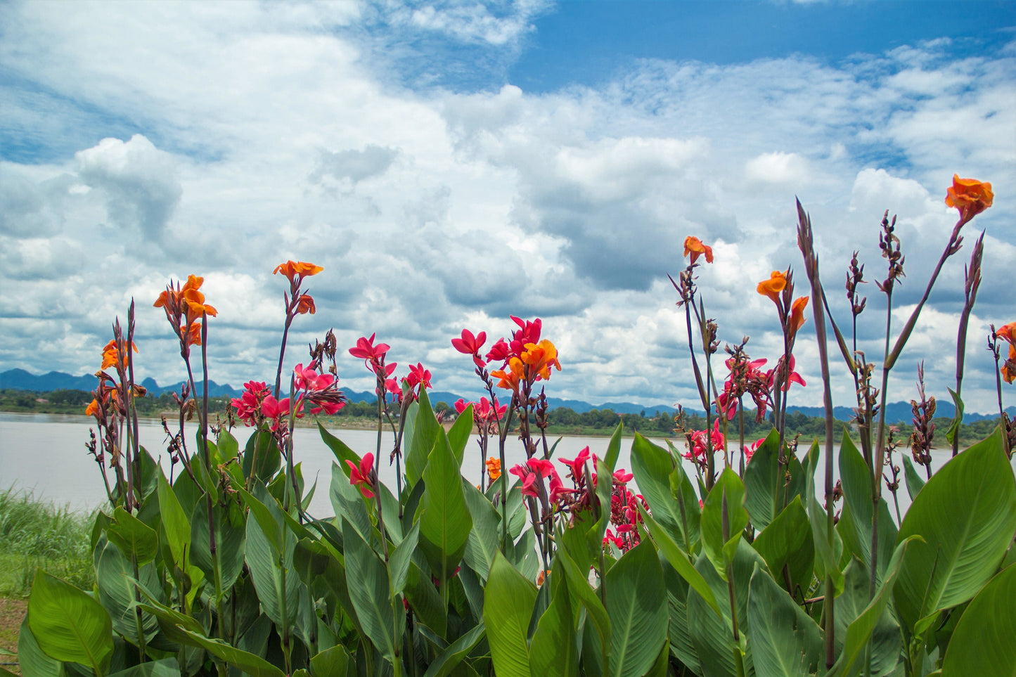 5 Mixed Canna Lily (Canna Generalis) Seeds