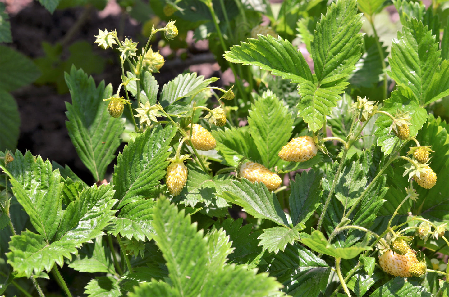 100 Yellow Wonder Strawberry (Fragaria Vesca) Seeds