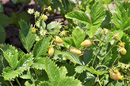 100 Yellow Wonder Strawberry (Fragaria Vesca) Seeds