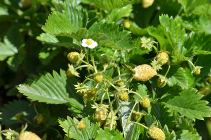 20 Pineapple Crush Strawberry (Fragaria Vesca) Seeds
