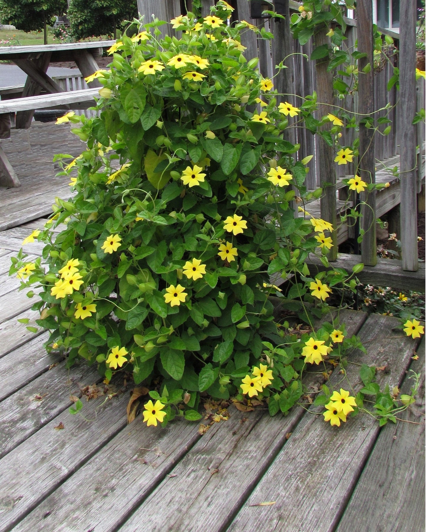 25 Mixed Black Eyed Susan (Thunbergia Alata) Seeds