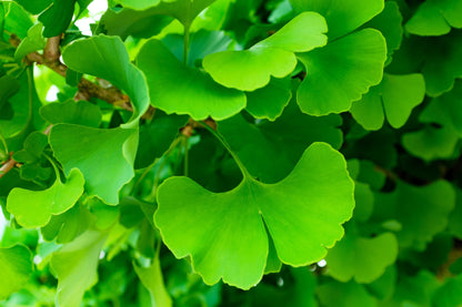 Ginkgo (Ginkgo biloba) Seeds – 10 ct