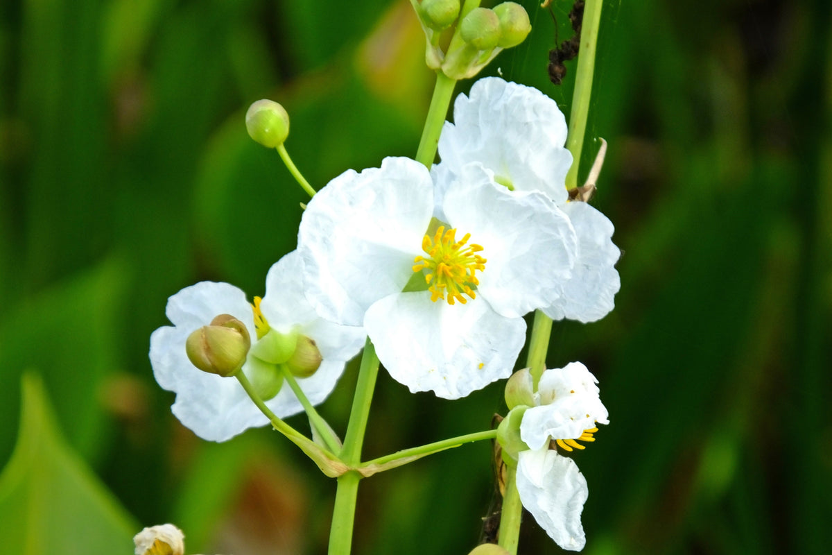 500 White Broadleaf ARROWHEAD Sagittaria Latifolia POND WETLAND Flower Seeds
