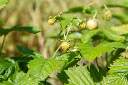 100 Yellow Wonder Strawberry (Fragaria Vesca) Seeds