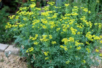 50 Yellow Rue (Ruta Graveolens) Seeds