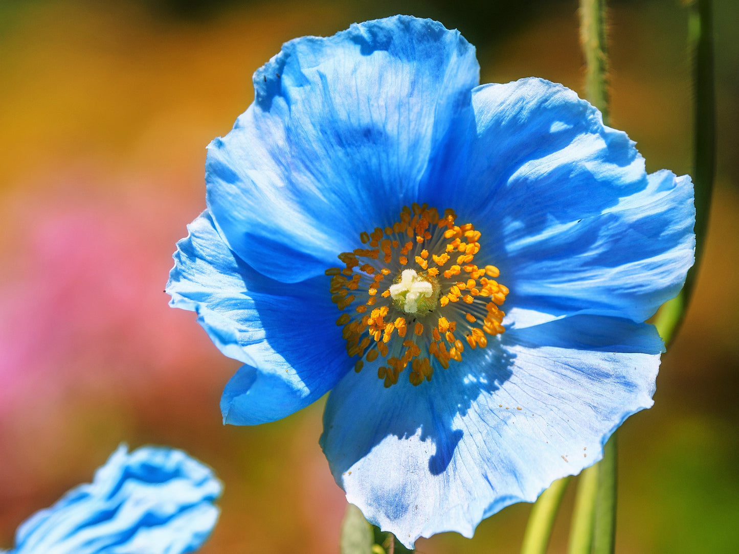 10 Blue Himalayan Poppy (Meconopsis Betonicifolia) Seeds
