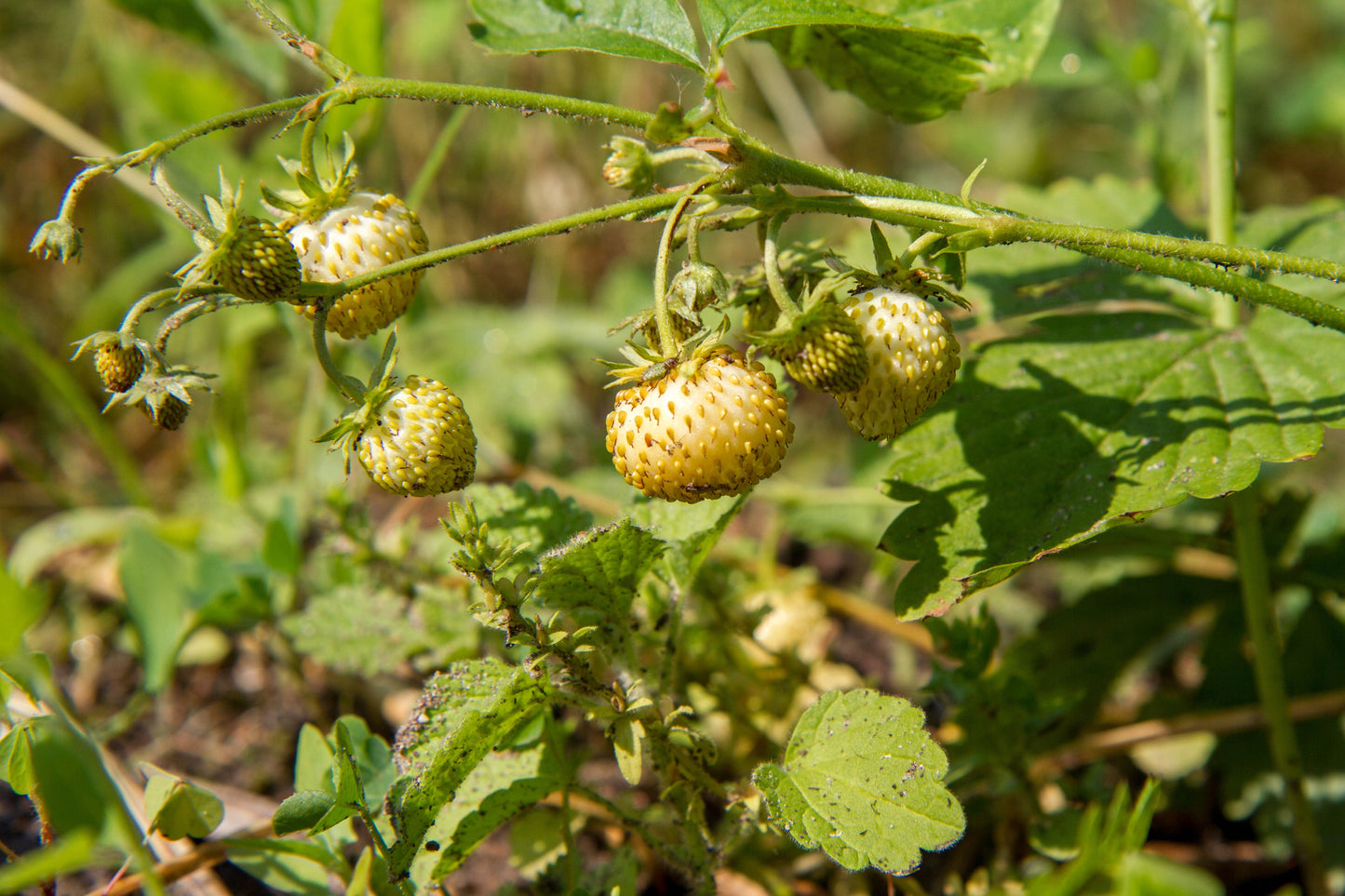 100 Yellow Wonder Strawberry (Fragaria Vesca) Seeds