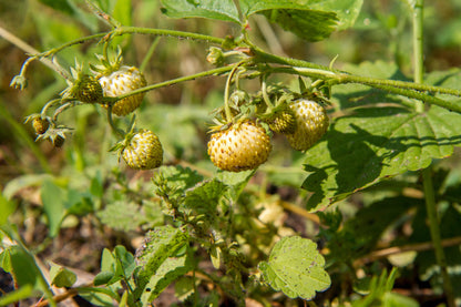 100 Yellow Wonder Strawberry (Fragaria Vesca) Seeds