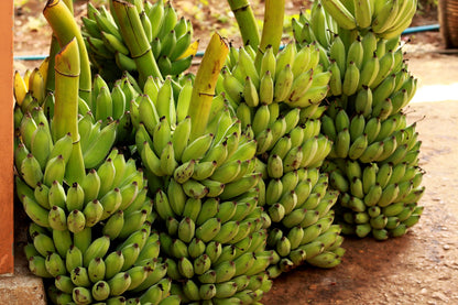 Plantain Banana (Musa balbisiana) Seeds – 5 ct