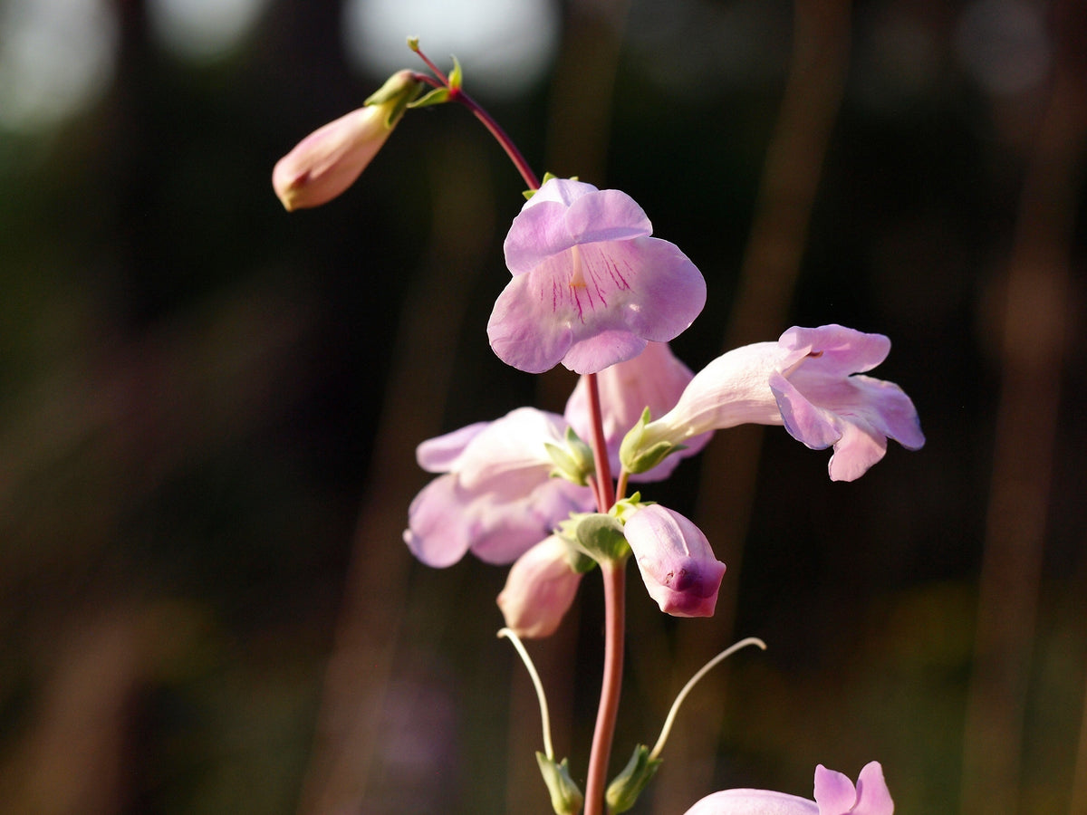 Large Flowered Beardtongue (Penstemon grandiflorus) Seeds – 250 ct