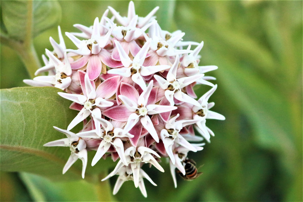 50 Showy (Greek) Milkweed (Asclepias Speciosa) Seeds