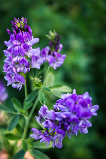 2000 Alfalfa (Medicago Sativa) Seeds