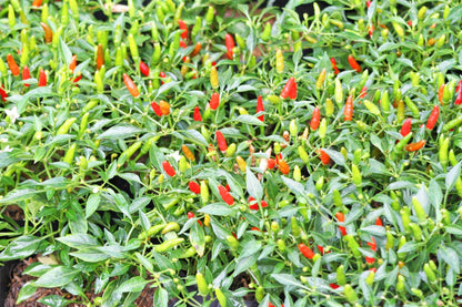 30 Birds Eye / Chilitepin Pepper (Capsicum Frutescens) Seeds