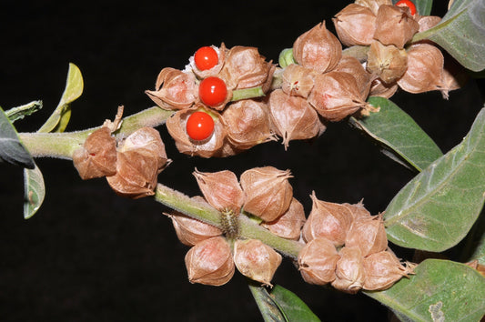 Ashwagandha (Withania somnifera) Seeds – 50 ct