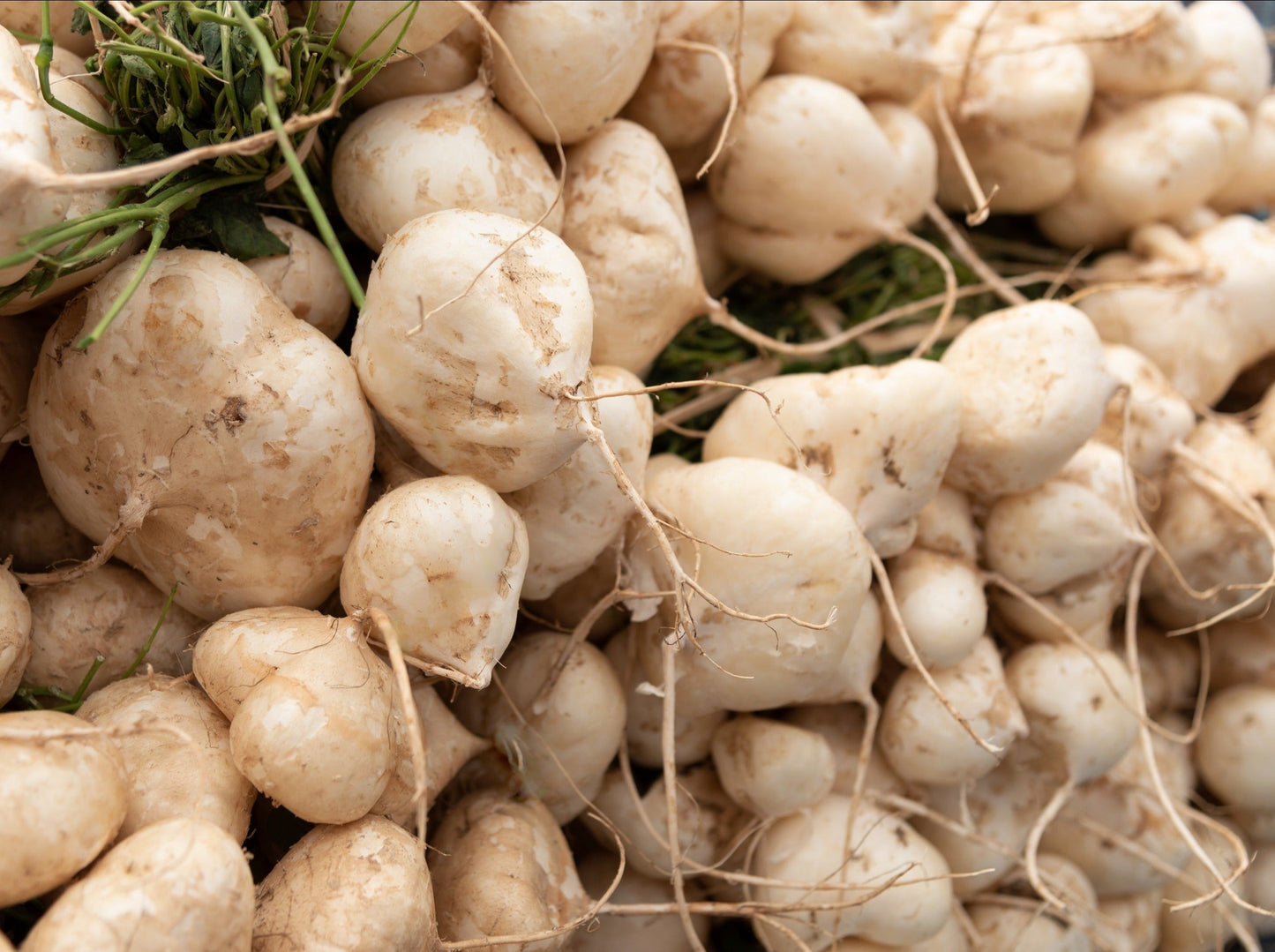 20 Jicama (Pachyrhizus Erosus) Seeds