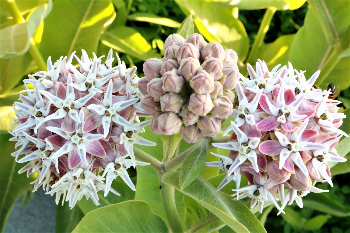 50 Showy (Greek) Milkweed (Asclepias Speciosa) Seeds