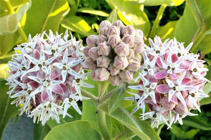 50 Showy (Greek) Milkweed (Asclepias Speciosa) Seeds