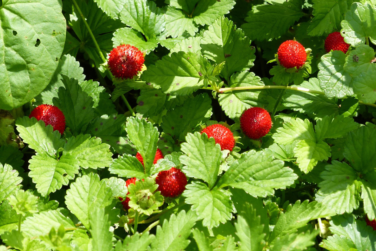 100 Alpine Strawberry (Fragaria Vesca) Seeds