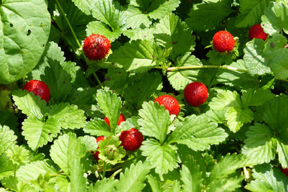 100 Alpine Strawberry (Fragaria Vesca) Seeds