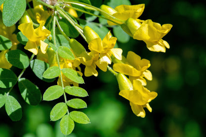 Siberian Peashrub (Caragana arborescens) Seeds – 25 ct
