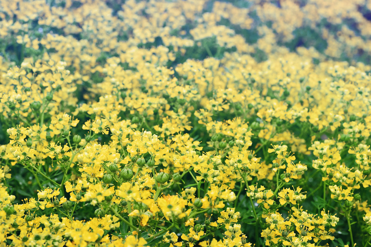 50 Yellow Rue (Ruta Graveolens) Seeds