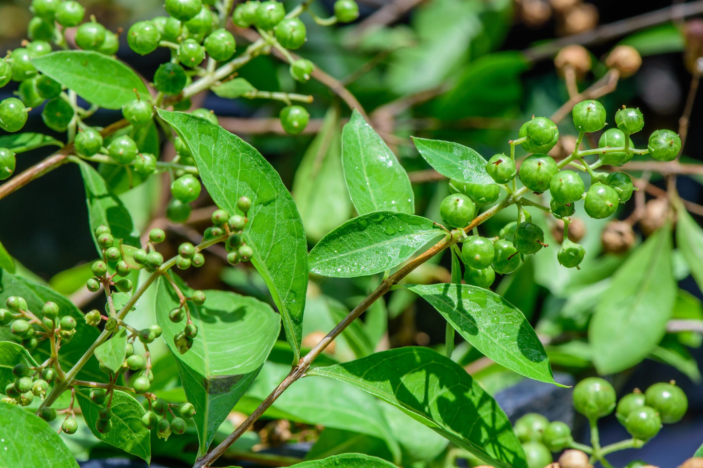 20 Common Henna/Mehandi Dye Plant (Lawsonia Inermis) Seeds