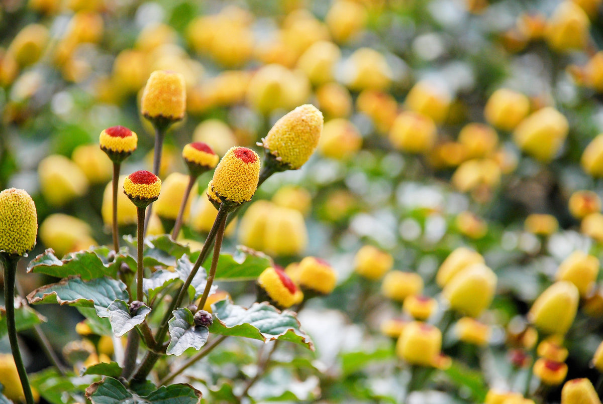 100 Toothache Plant (Spilanthes Oleracea) Seeds