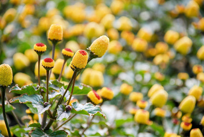 100 Toothache Plant (Spilanthes Oleracea) Seeds